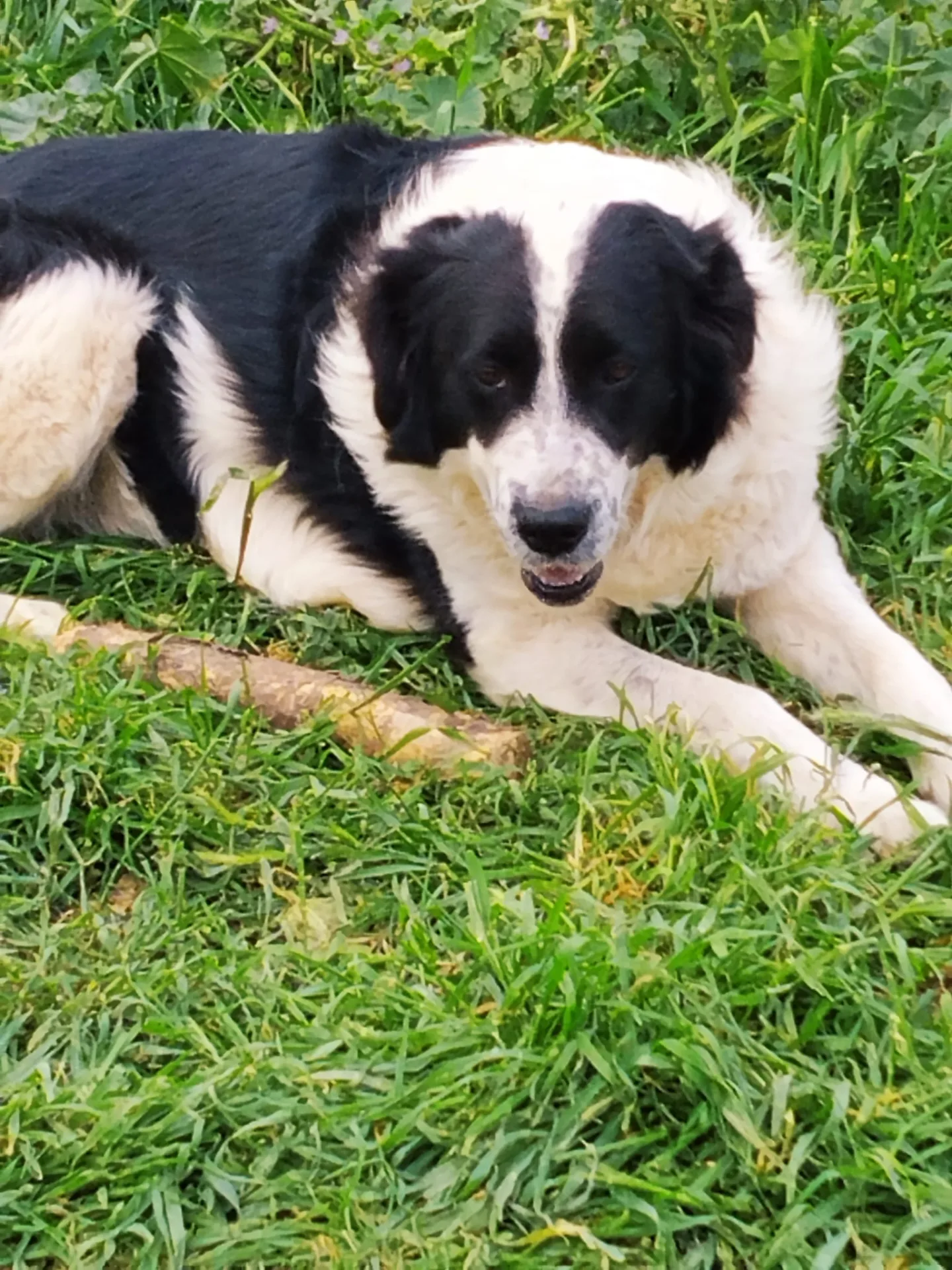 Clara, cane Meticcio in adozione a Trapani - foto 1