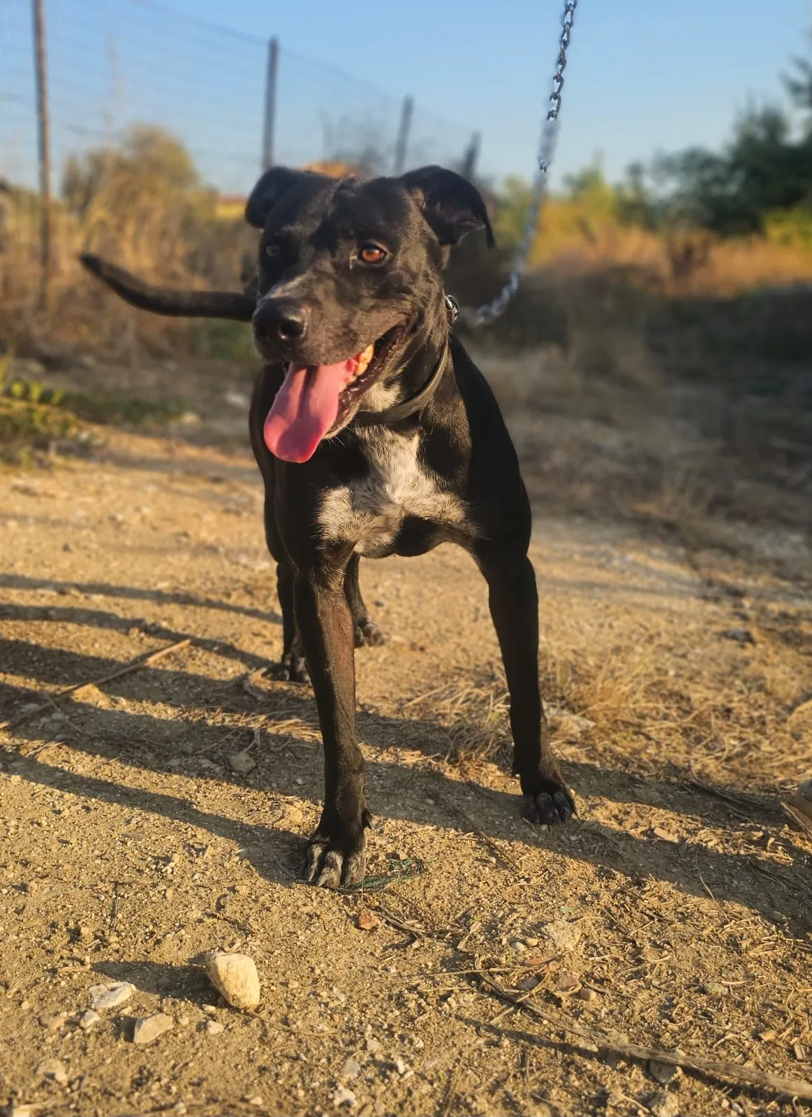Freddy, cane Meticcio in adozione a Agrigento - foto 5