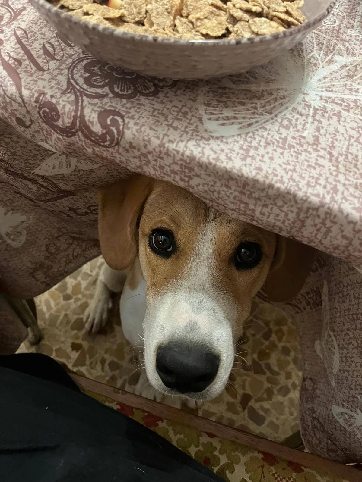 Mirco, cane meticcio in adozione a Latina - foto 4