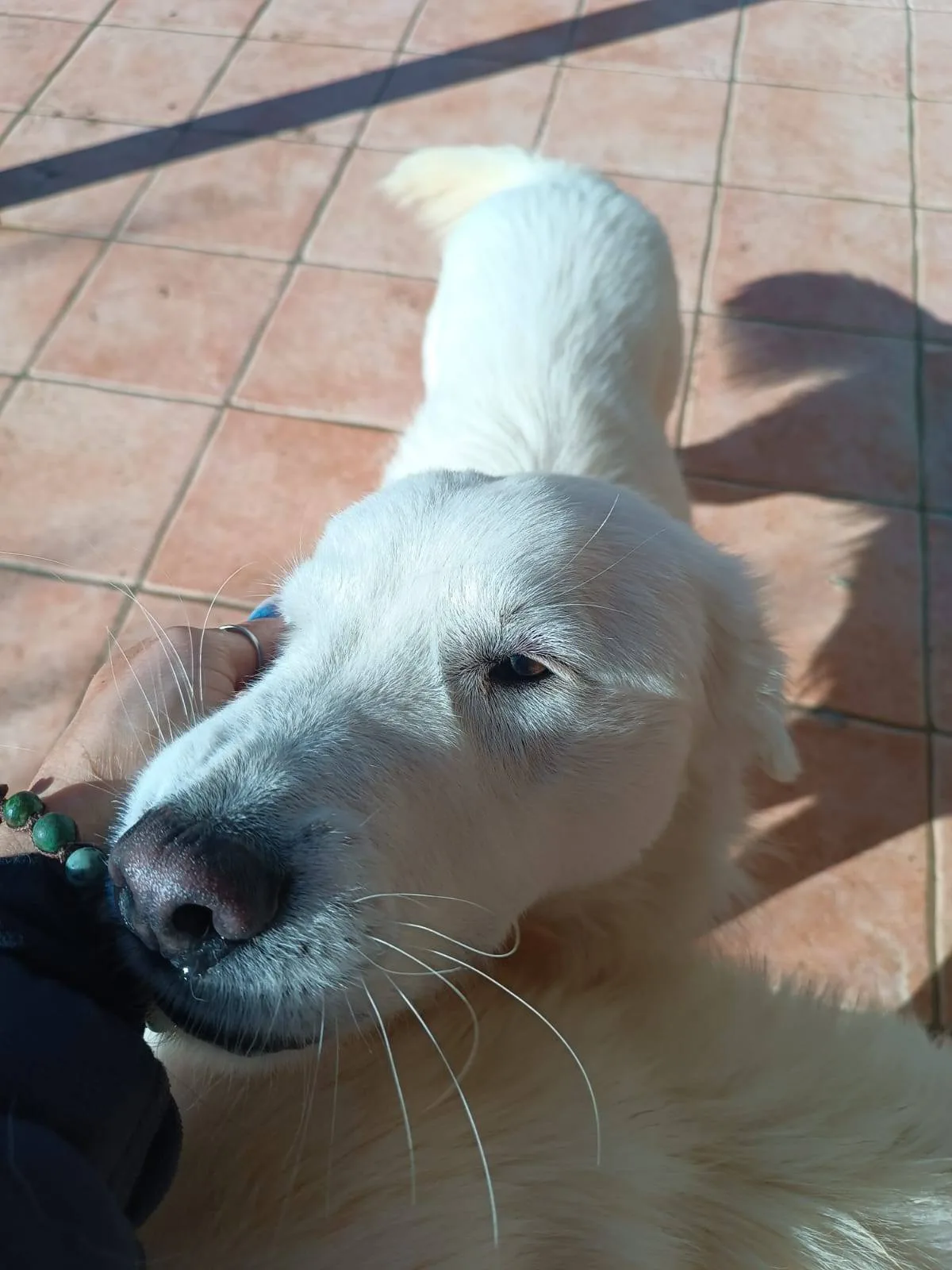 Nicolò, cane meticcio in adozione a Latina - foto 3