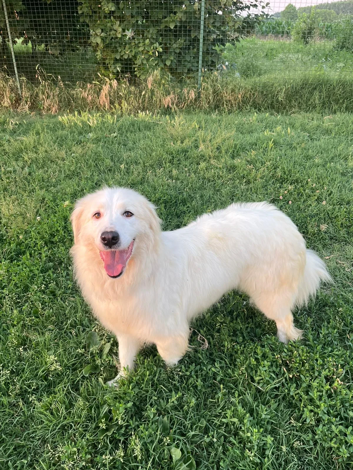 Biancaneve, cane Meticcio in adozione a Novara - foto 4
