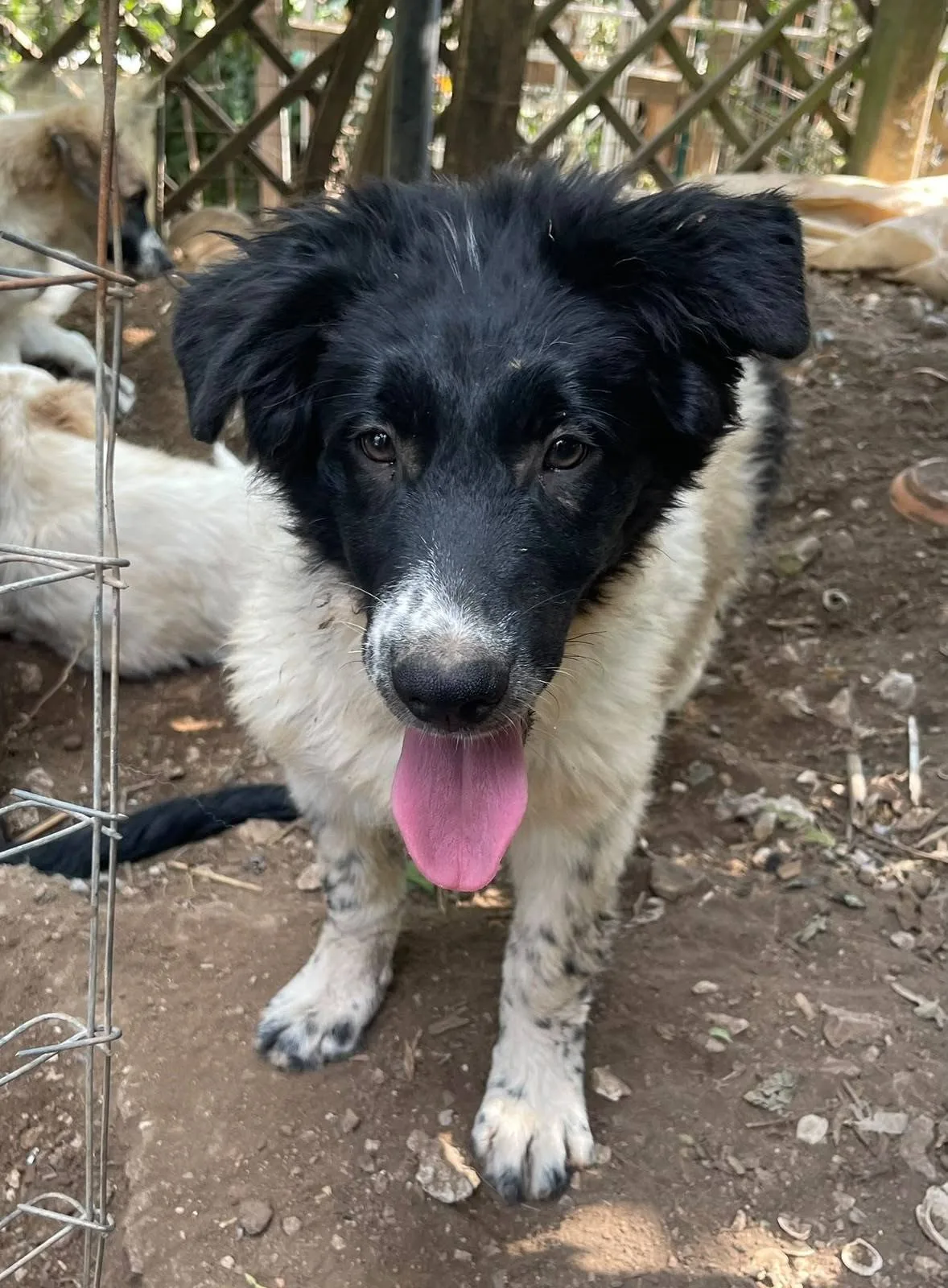Mimì, cane meticcio in adozione a Latina - foto 3