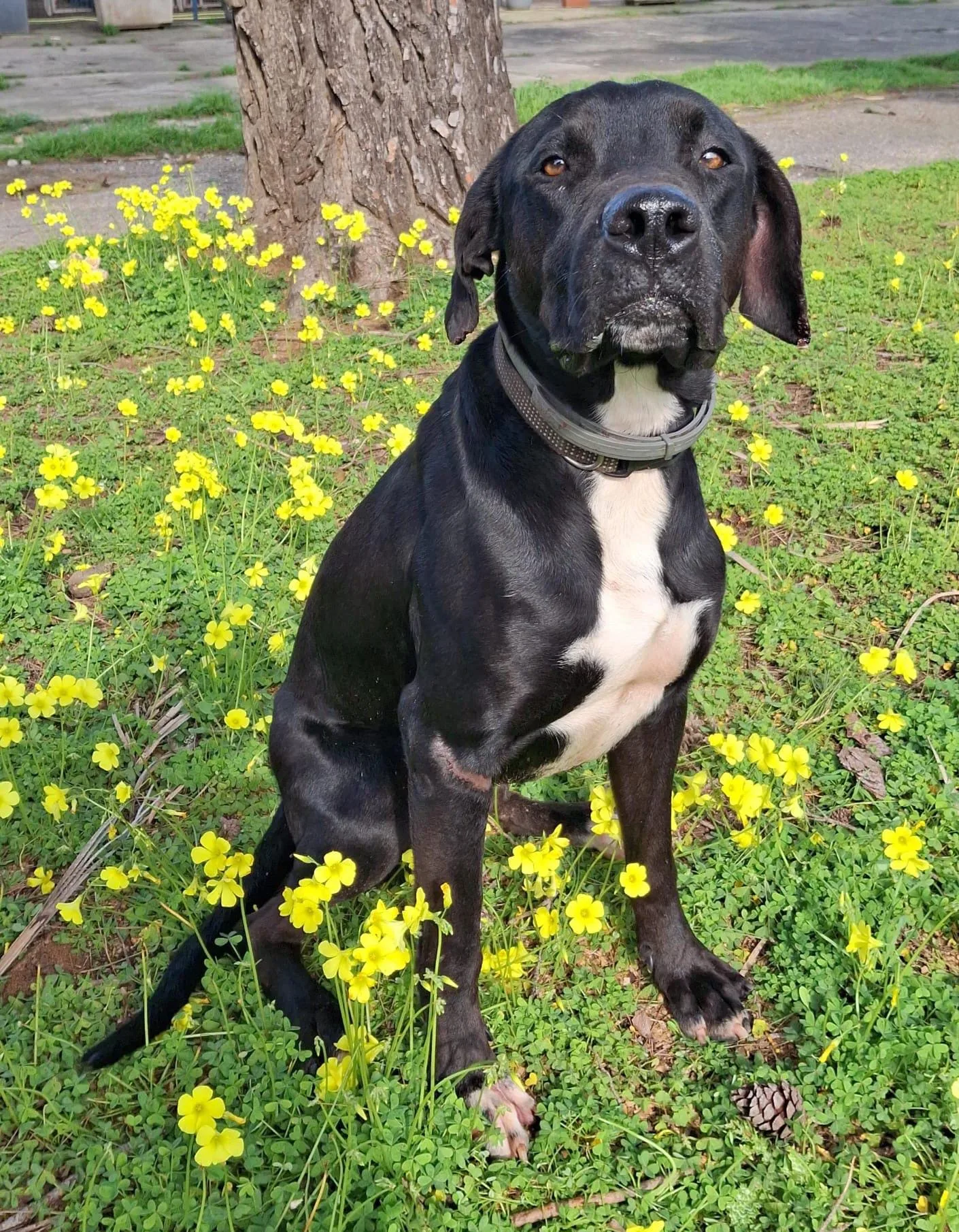 Benny, cane Meticcio in adozione a Crotone - foto 4