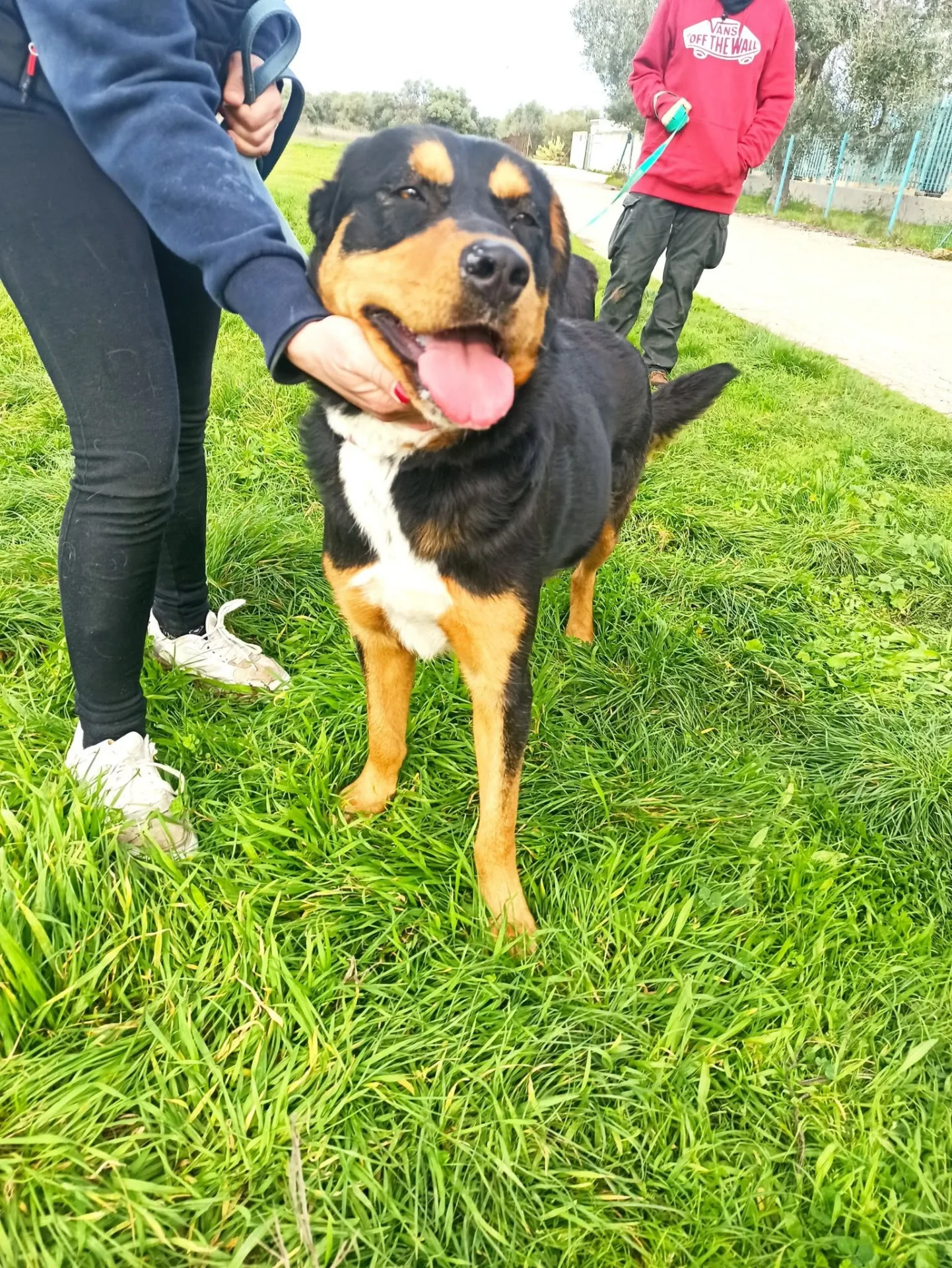Aurora, cane simil rottweiler in adozione a Bari - foto 5