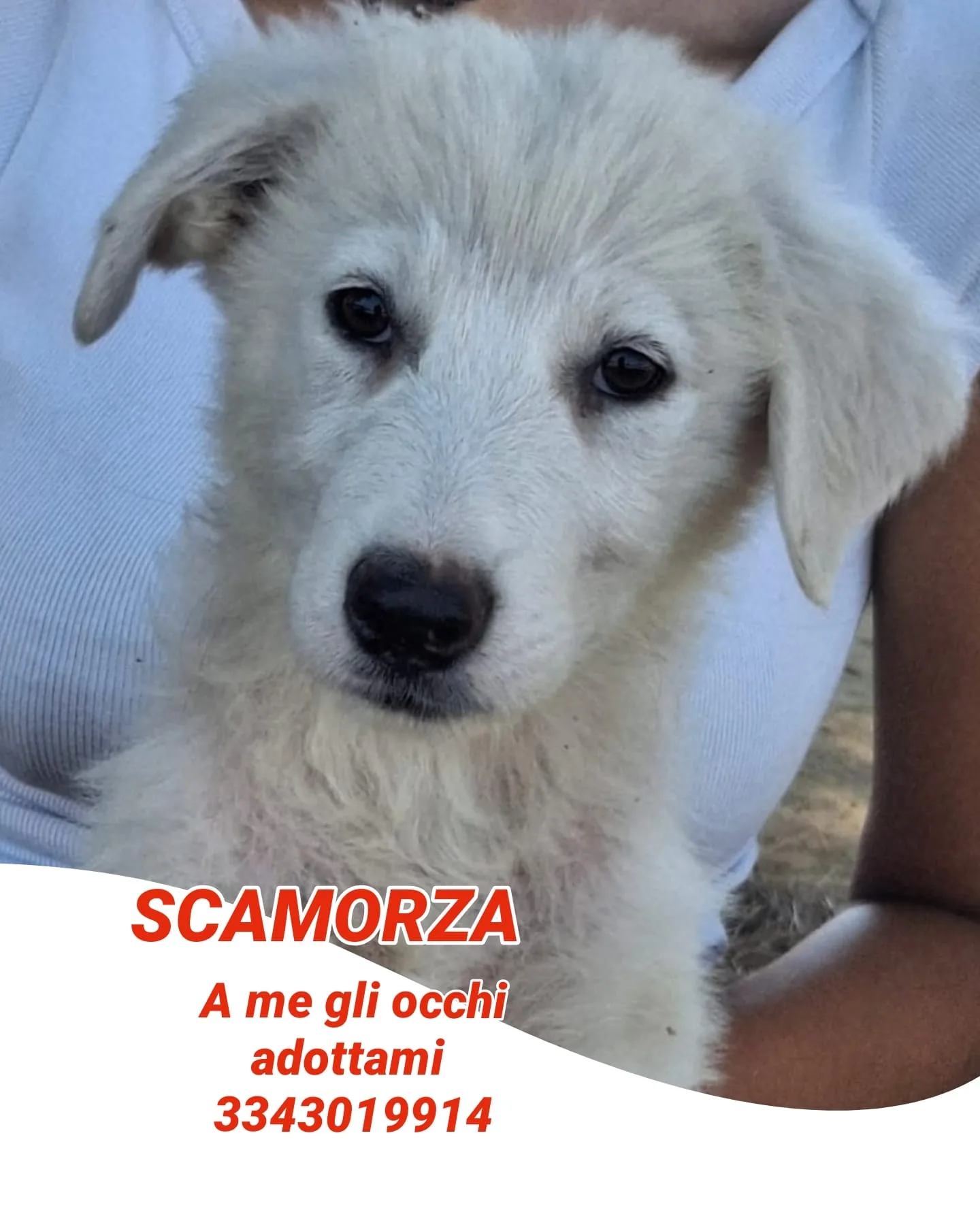 Scamorza, cane Mix Maremmano in adozione a Crotone - foto 4