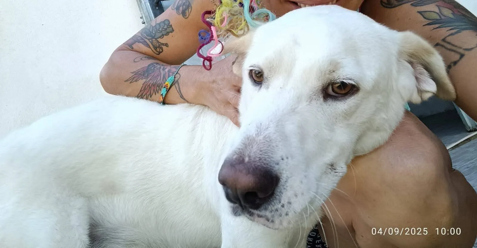Casper, cane meticcio in adozione a Latina - foto 5