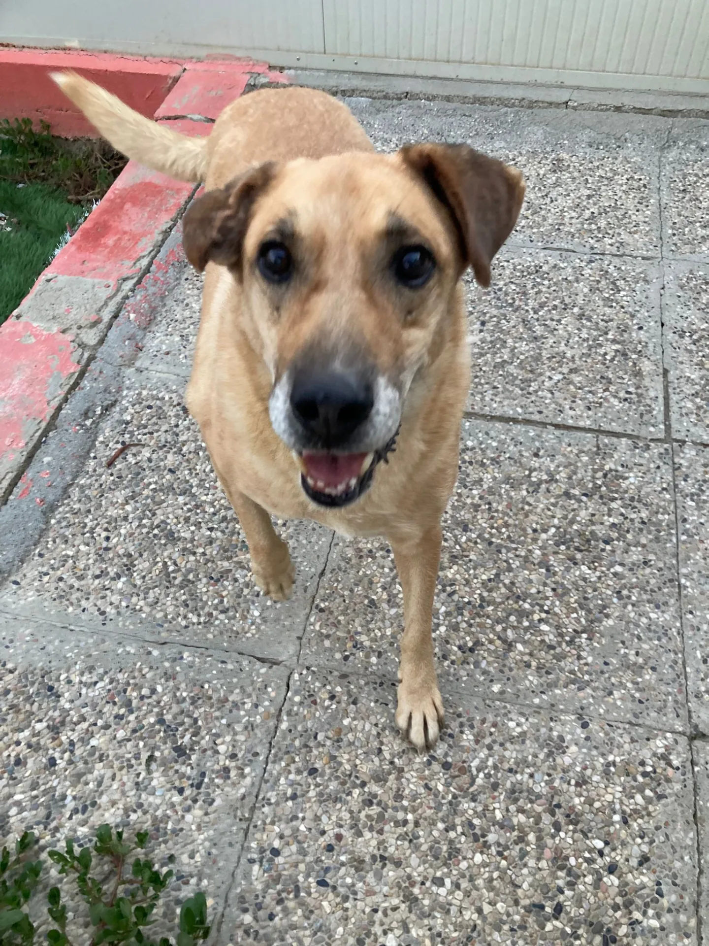 Jeck, cane Meticcio in adozione a Lecco - foto 3