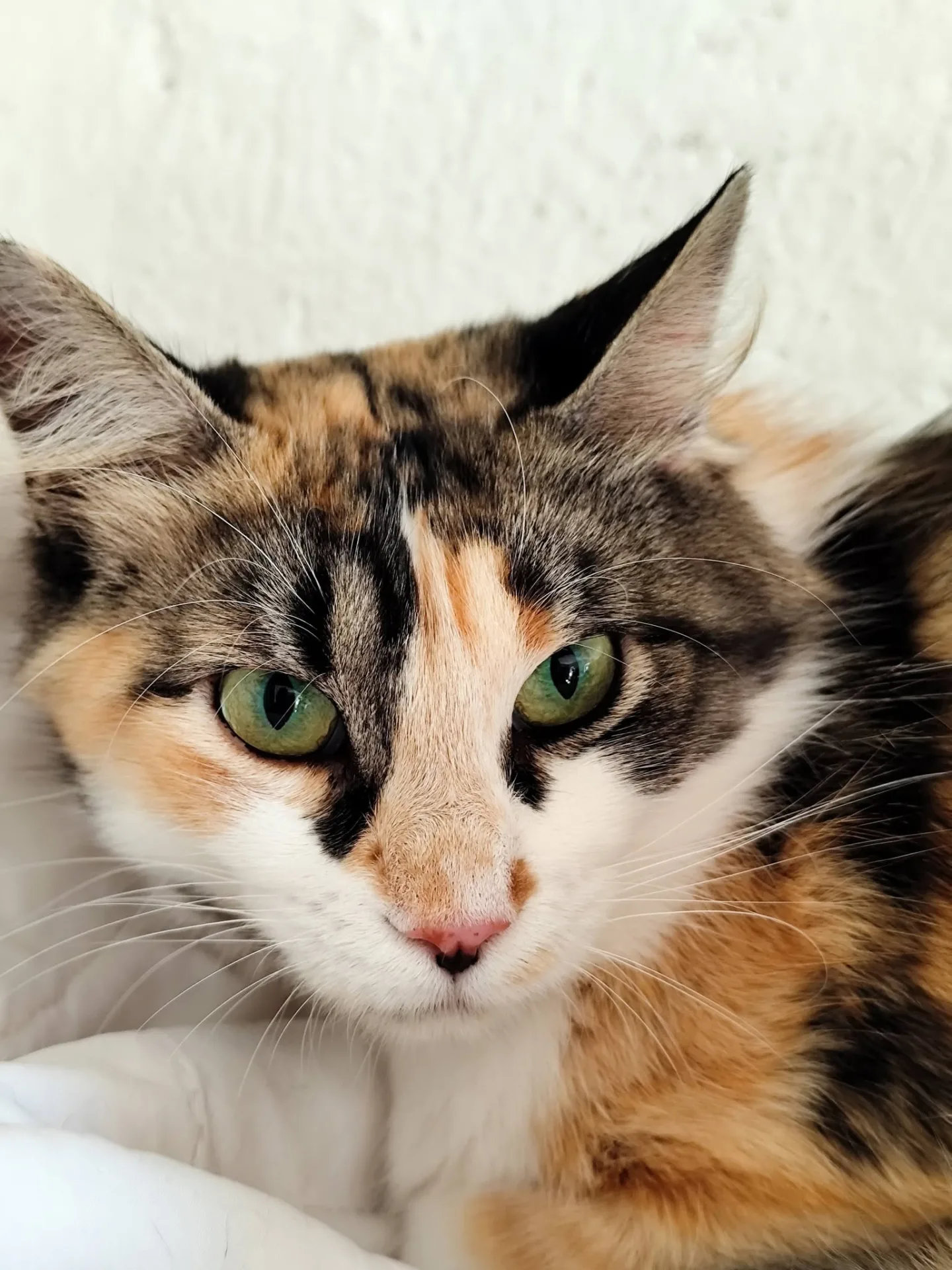 Tati, gatto Europeo in adozione a Bergamo - foto 3