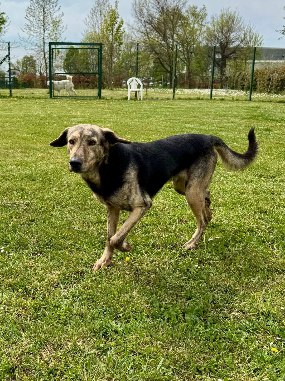 Packy, cane Meticcio in adozione a Treviso - foto 4
