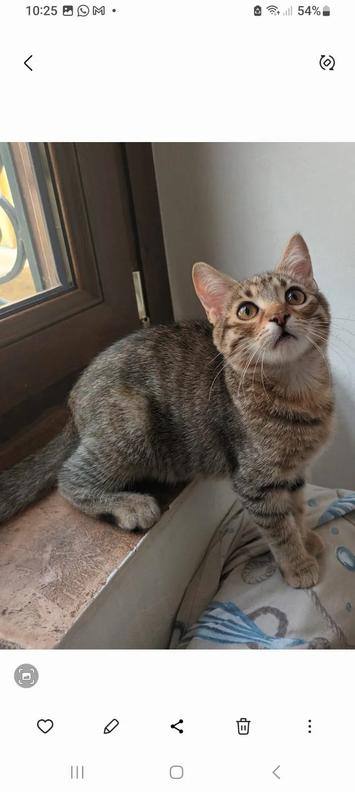 Foto 2 di Luna, gatto Europea in adozione