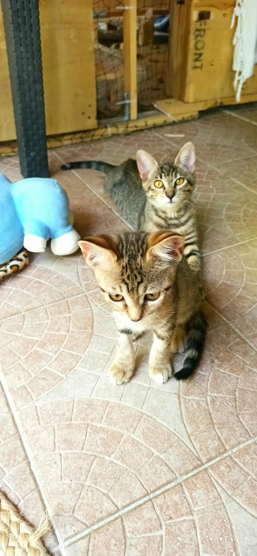 Nina, gatto Europeo in adozione a Crotone - foto 2
