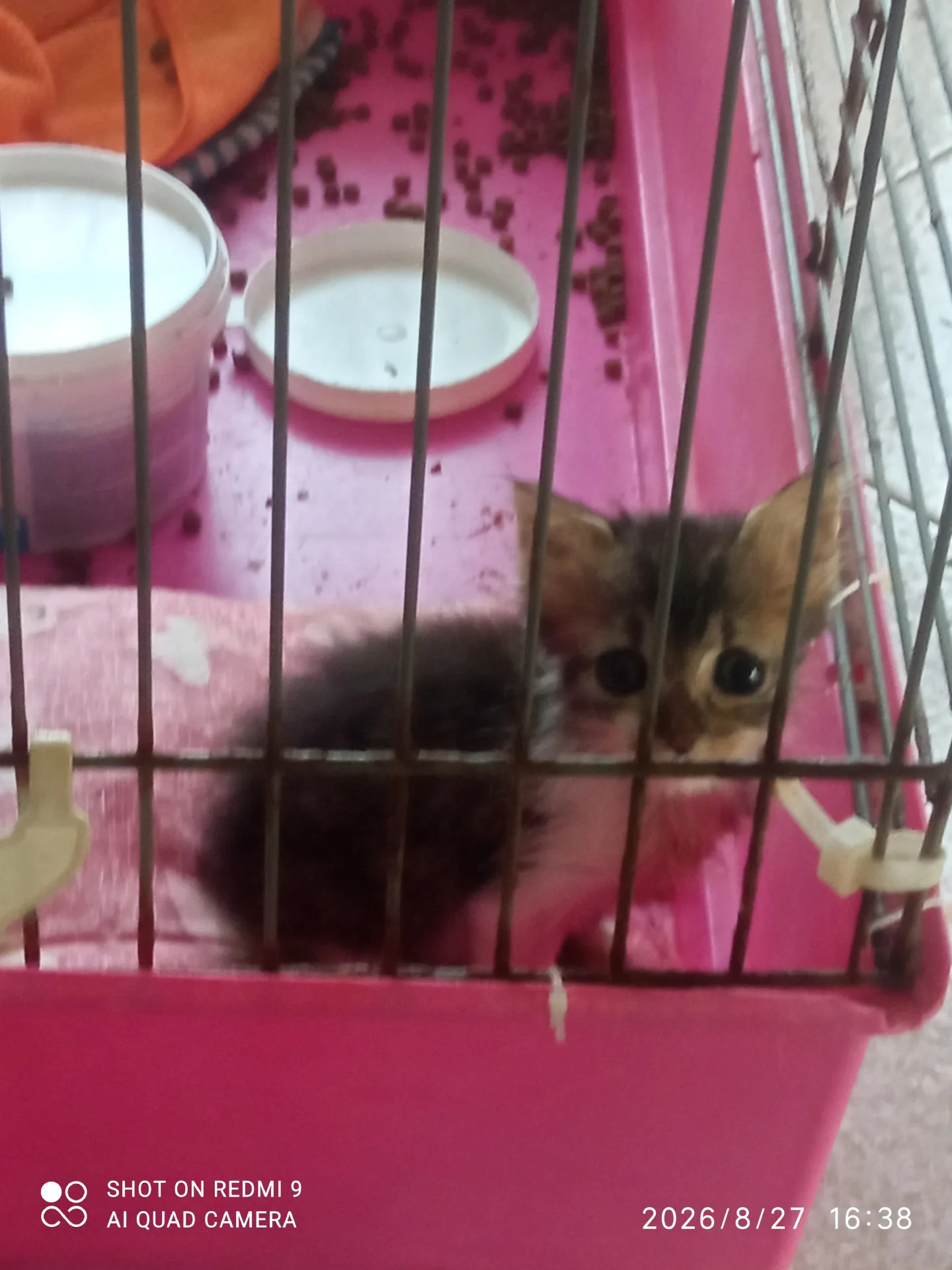 Pulce, gatto in adozione a Napoli