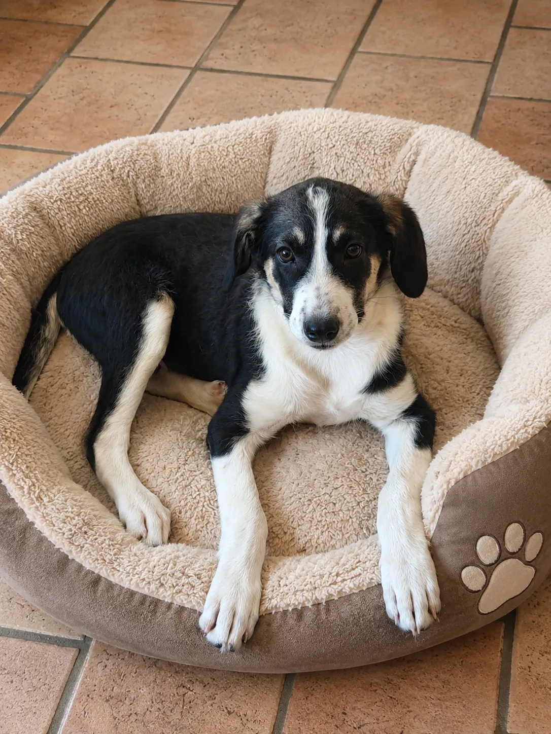 Enea, cane Meticcio in adozione
