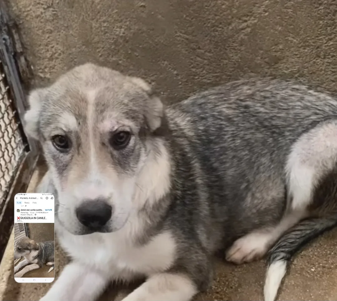 Giuggiola, cane Meticcia in adozione a Cosenza