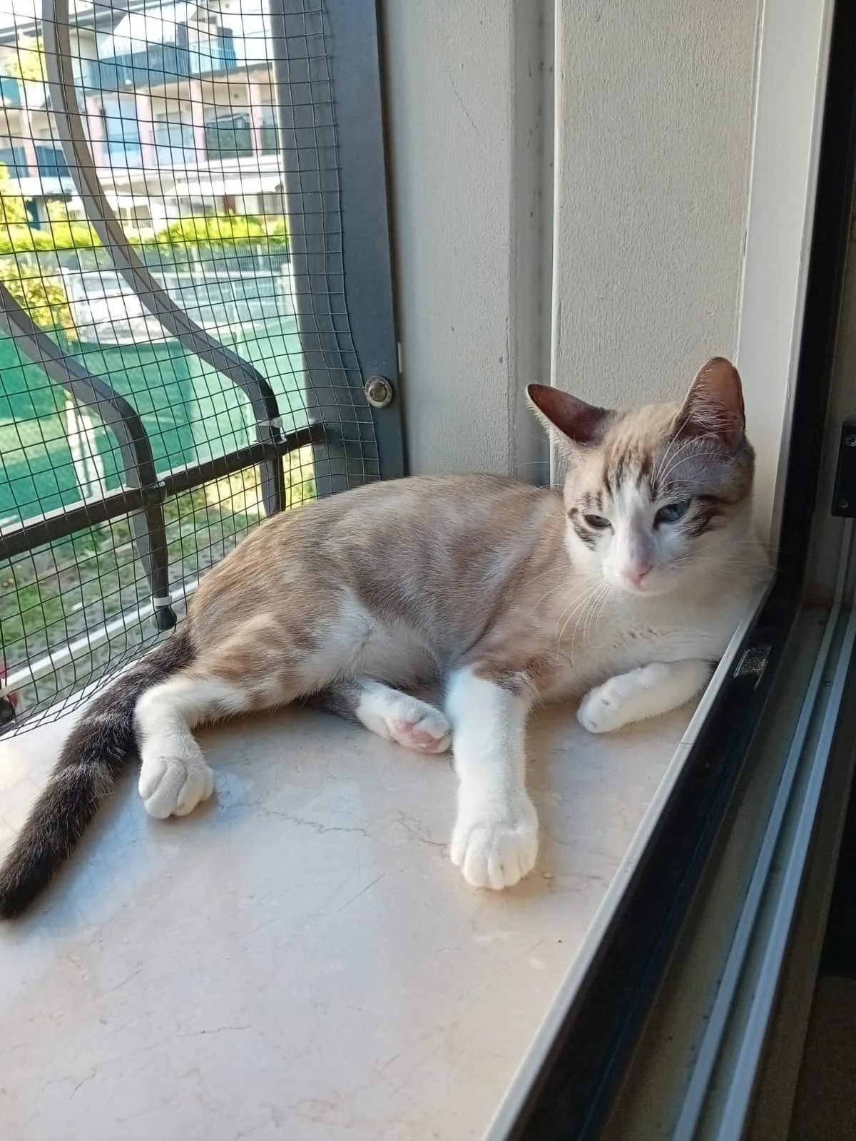 Enea, gatto in adozione a Milano