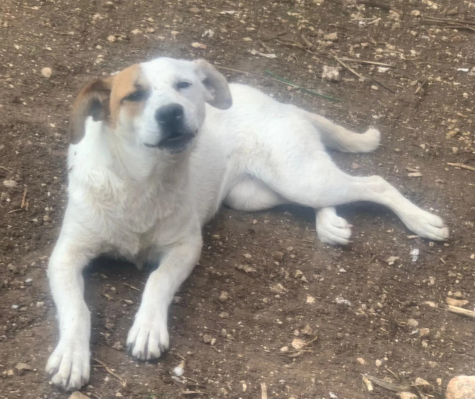 Isa, cane meticcio in adozione a Latina - foto 3