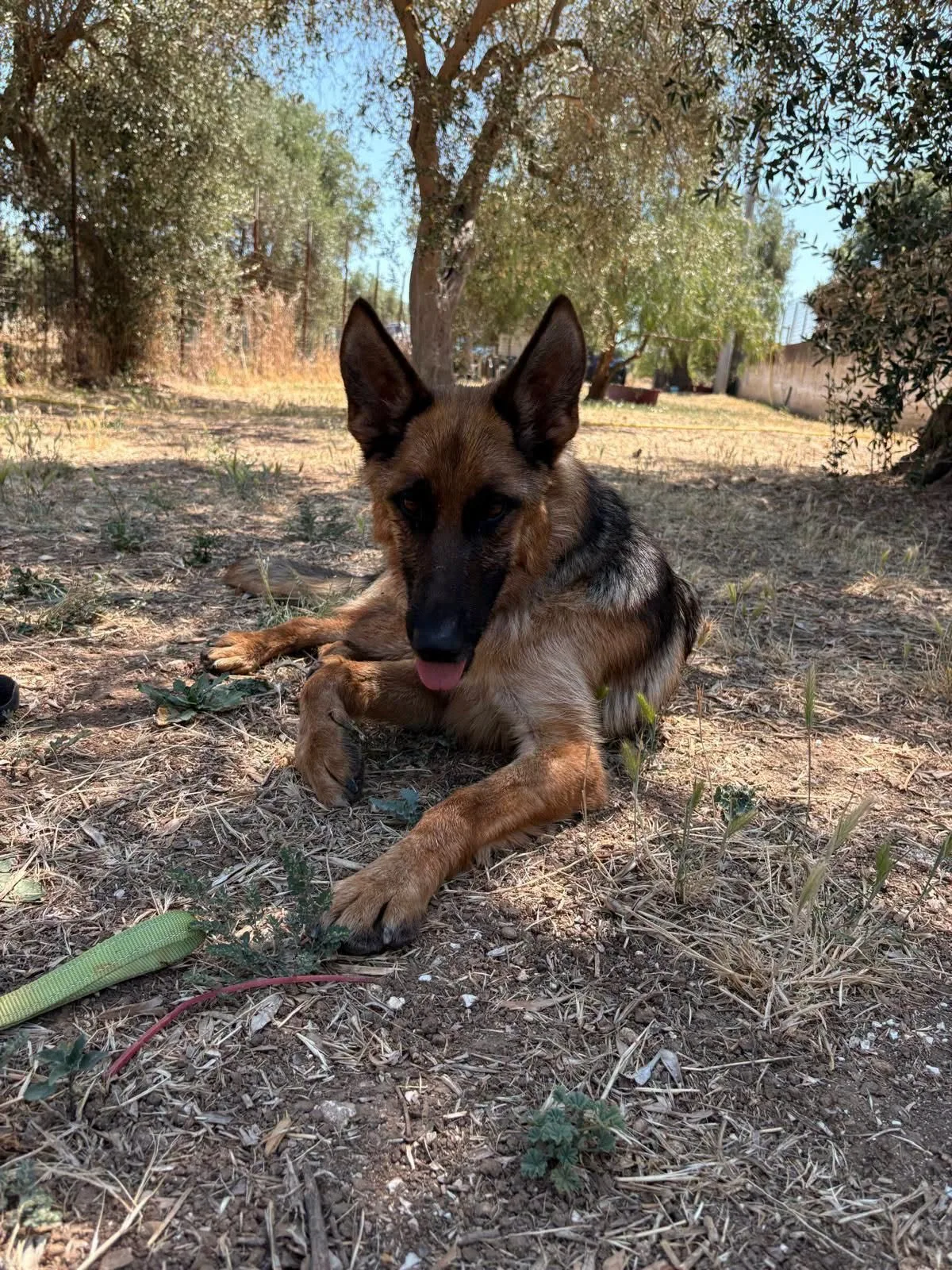 Queenie, cane Pastore tedesco in adozione a Bari - foto 1