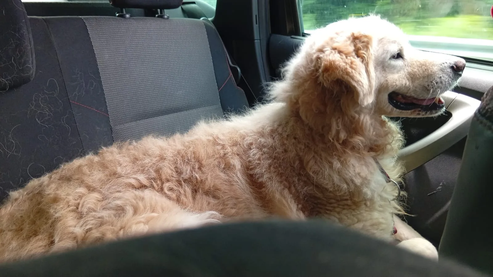 Leo, cane in adozione a Napoli