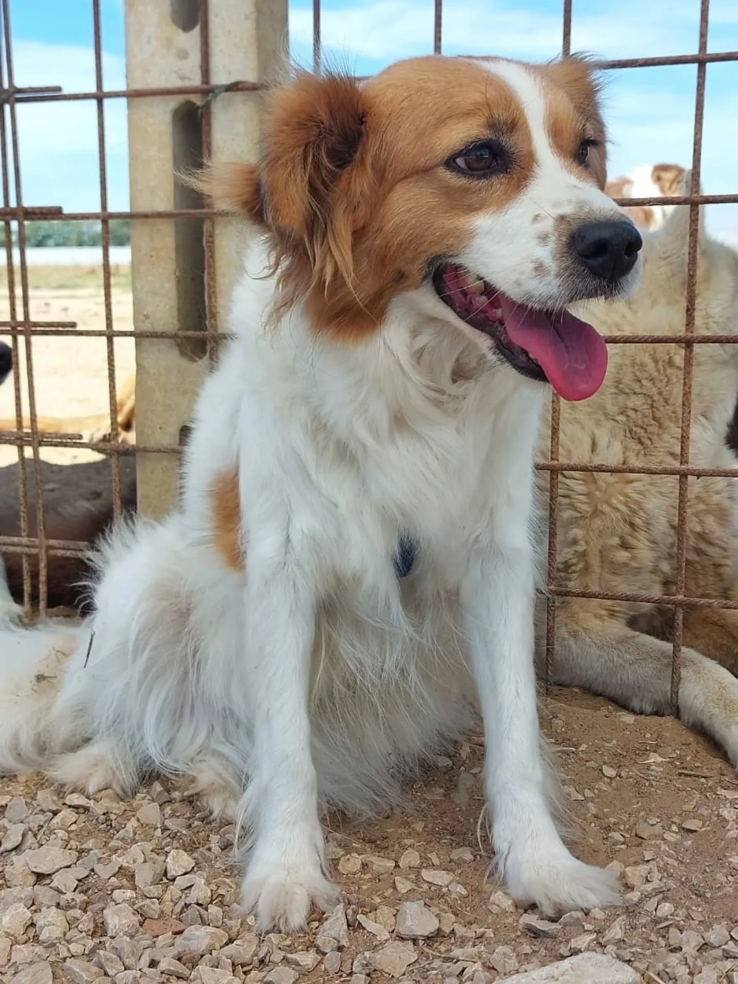 Gemma, cane meticcio in adozione a Latina - foto 4