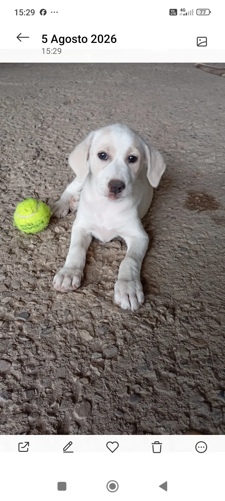 Foto 1 di Morgana, cane Simil labrador in adozione
