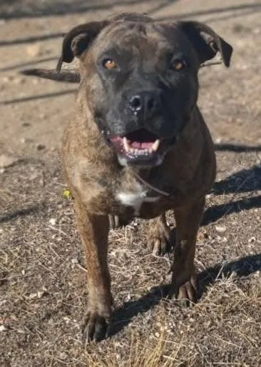 Luce, cane Pitbull in adozione a Bari - foto 4