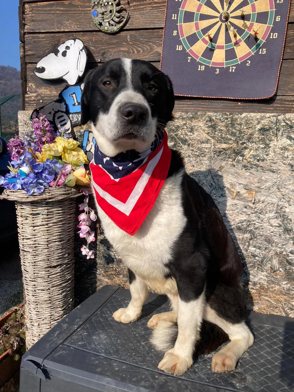 Paco, cane Meticcio molossino in adozione a Lecco - foto 1
