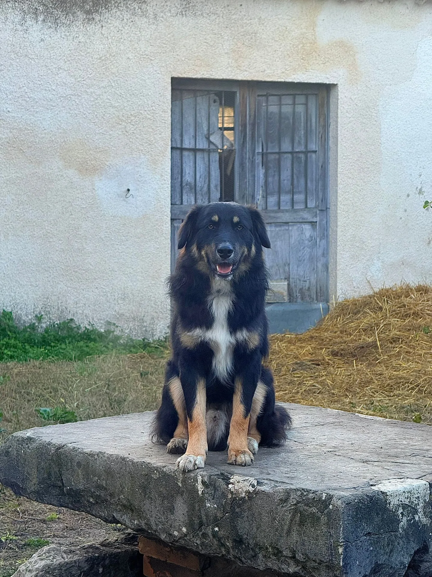 Nico, cane meticcio in adozione a Latina - foto 4