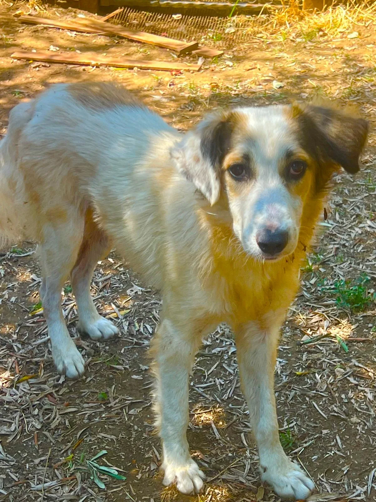 Paki, cane Meticcio in adozione a Roma - foto 2