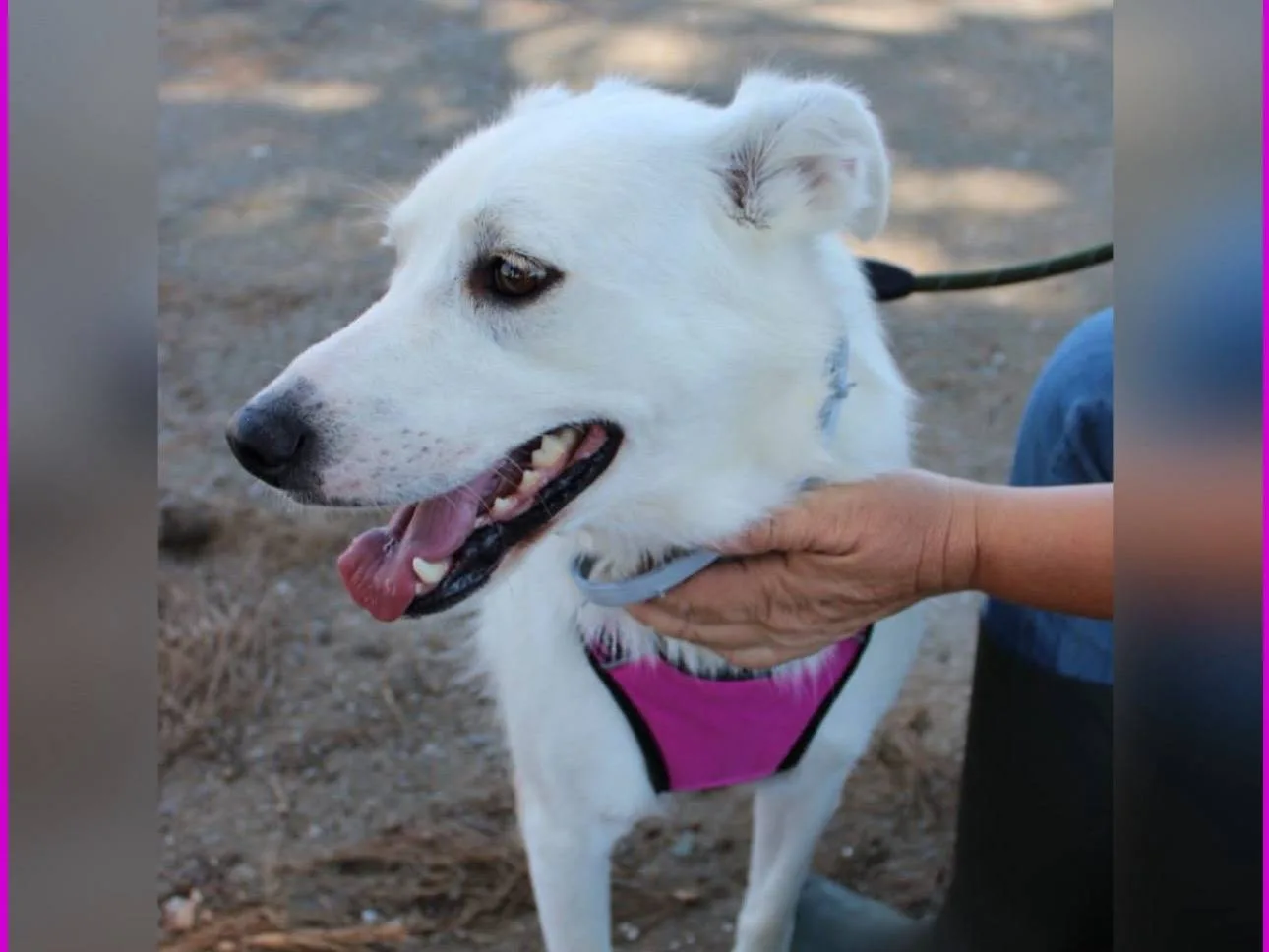 Wilma, cane Meticcio in adozione a Crotone - foto 3