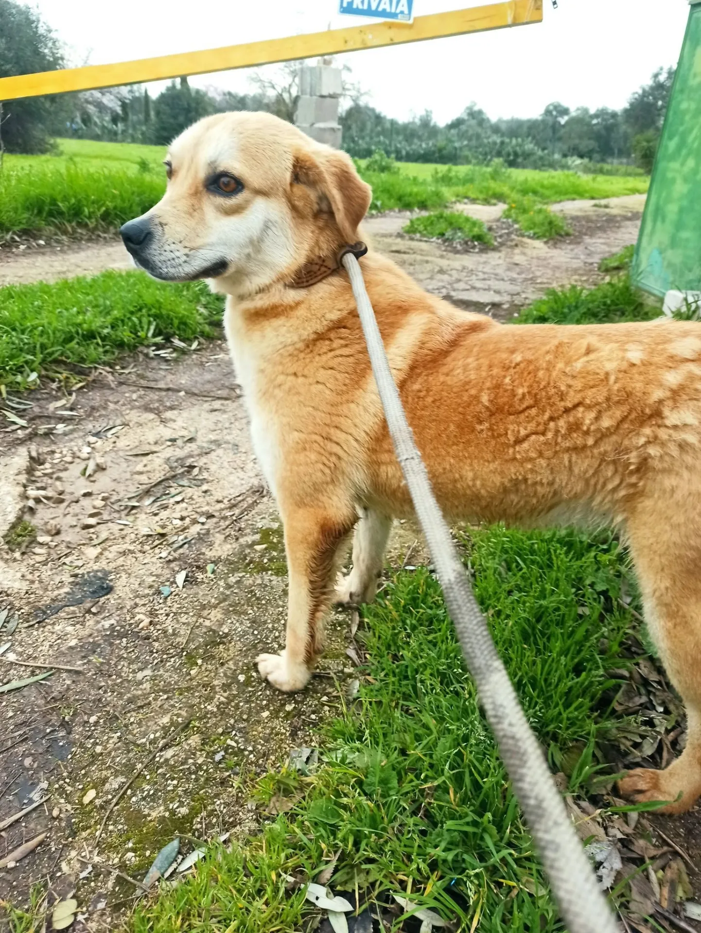 Clarabella, cane mix volpina-beagle in adozione a Bari - foto 4