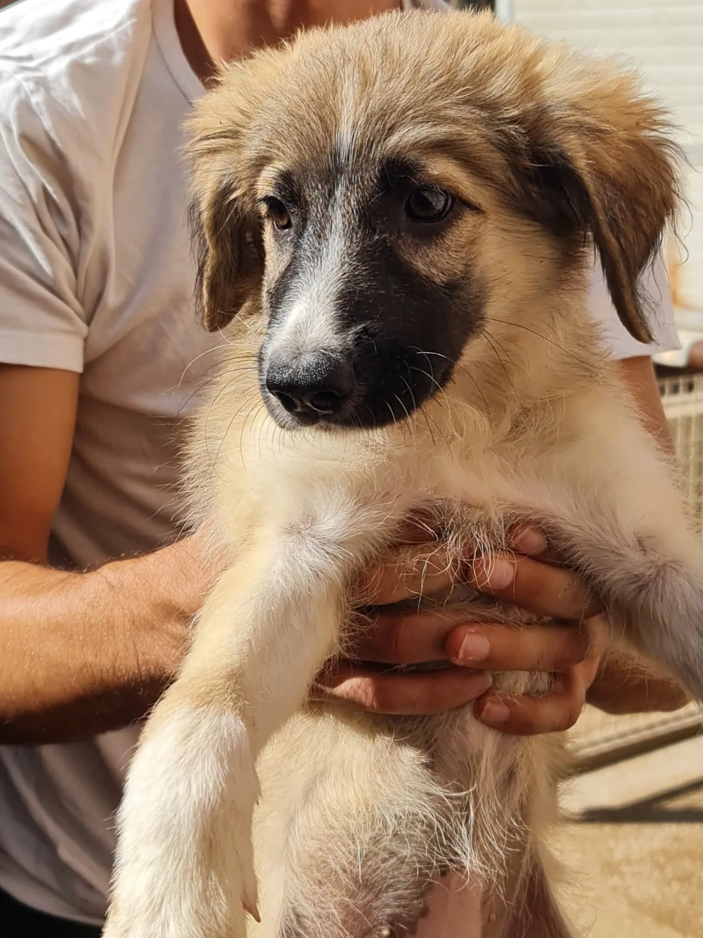 Gaia, cane Meticcio in adozione a Trapani - foto 1