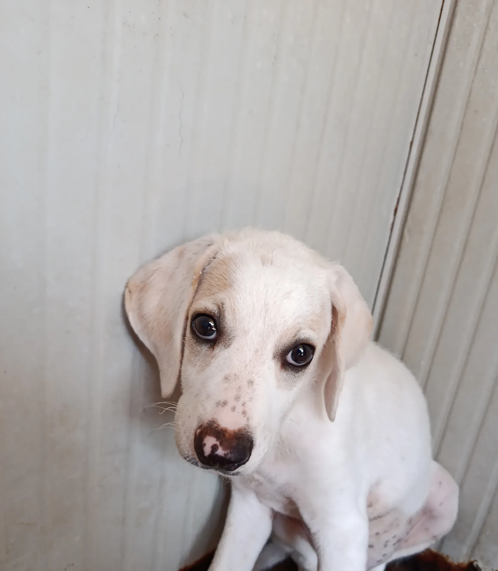 Fiocco, cane in adozione a Trapani - foto 4