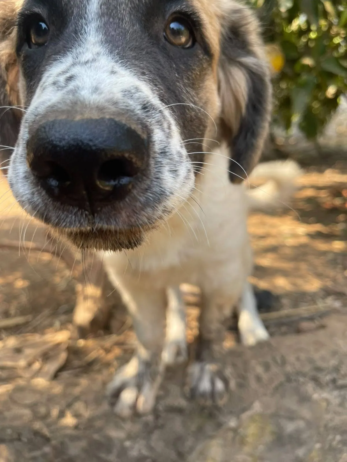 Lillino, cane meticcio in adozione a Latina - foto 4