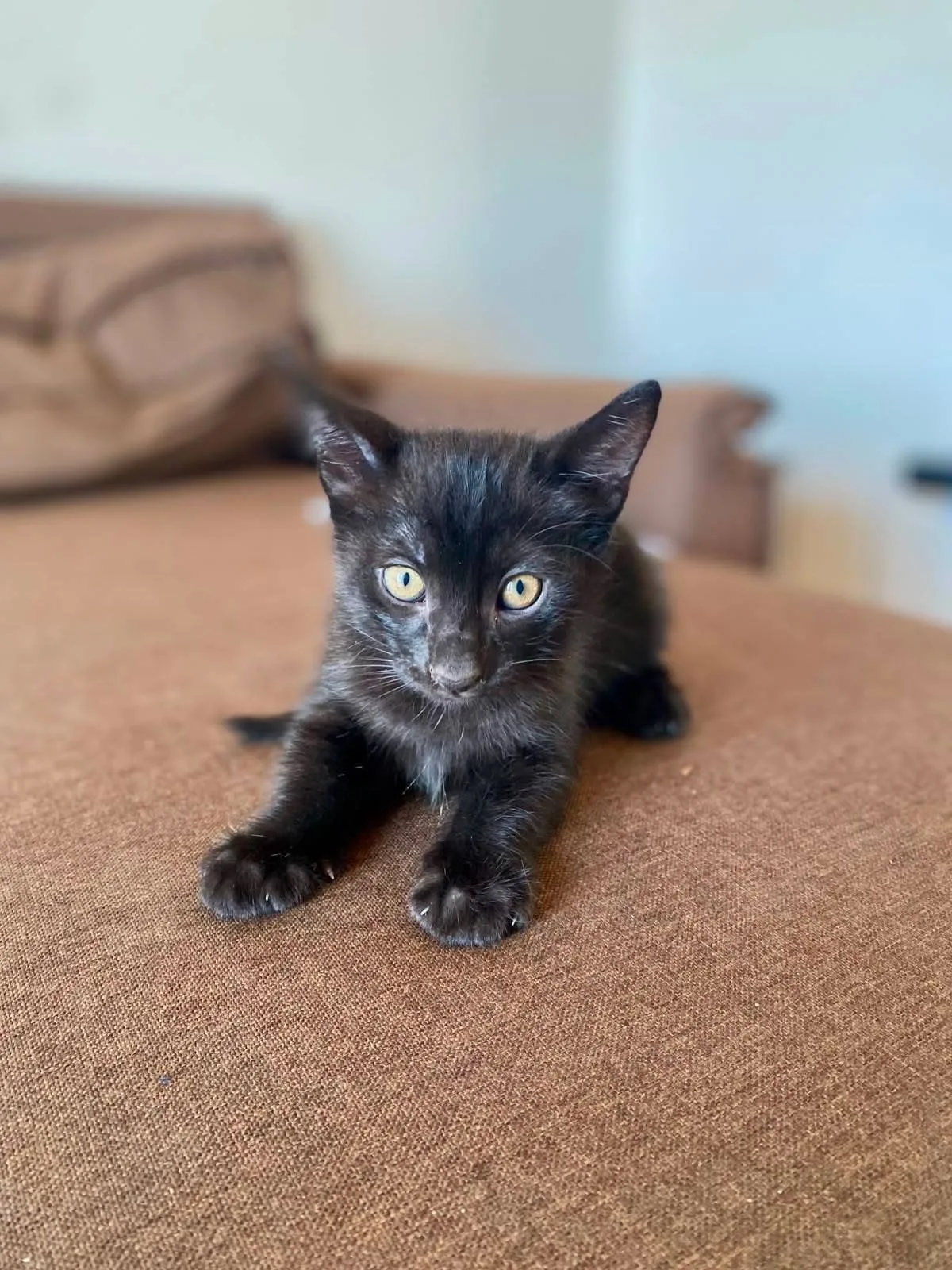 I tre moschettieri, gatto Europeo in adozione a Vibo Valentia - foto 3