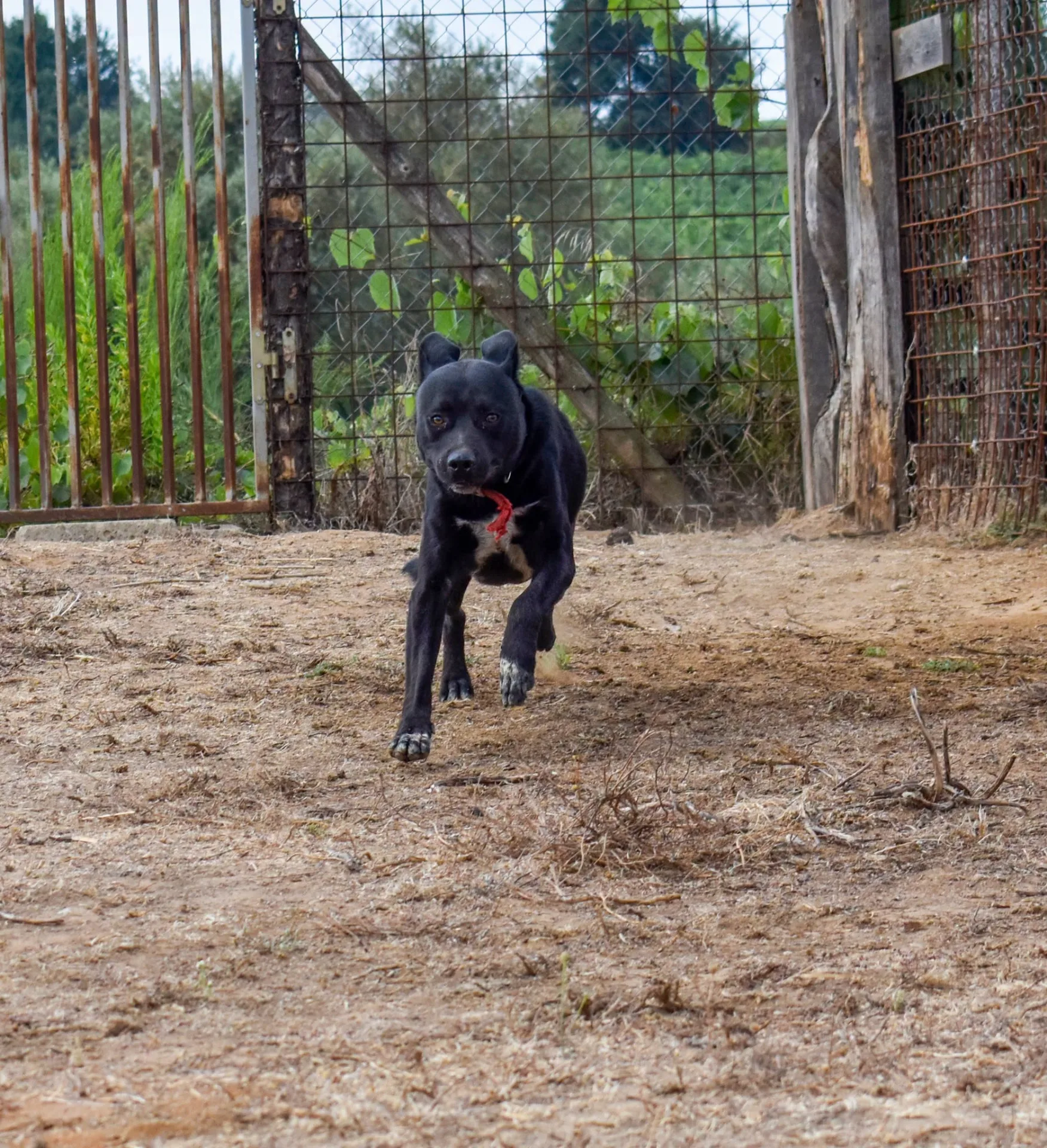 Riù, cane meticcio in adozione a Roma - foto 2