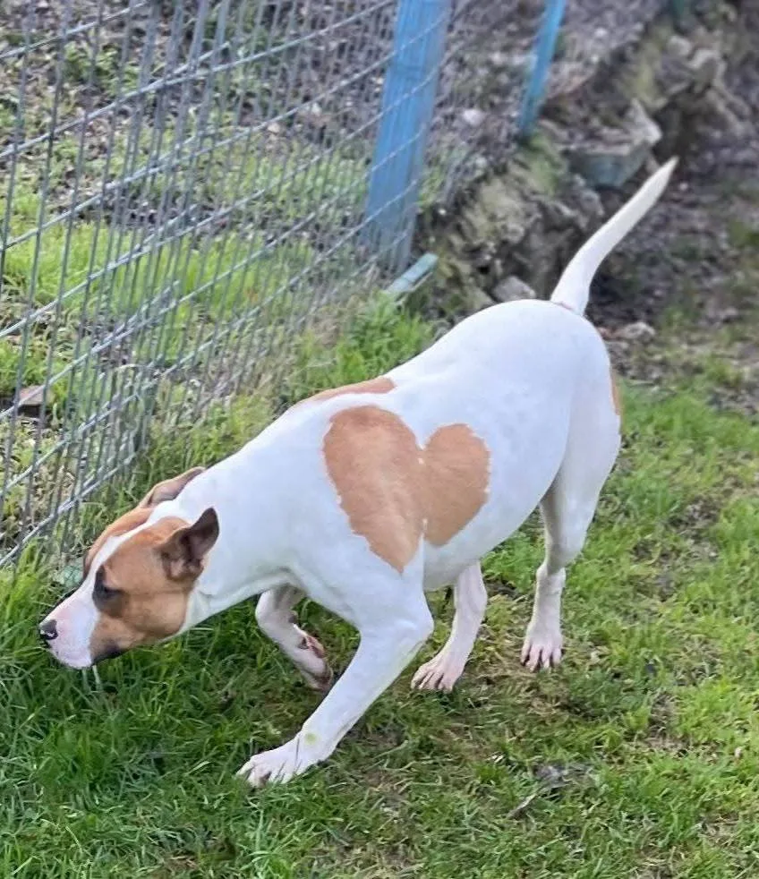 Cuore, cane meticcio in adozione a Latina - foto 2