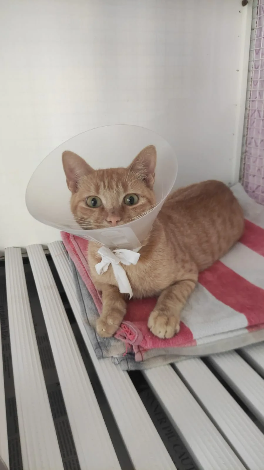 Agosto, gatto EUROPEO in adozione a Bari - foto 5