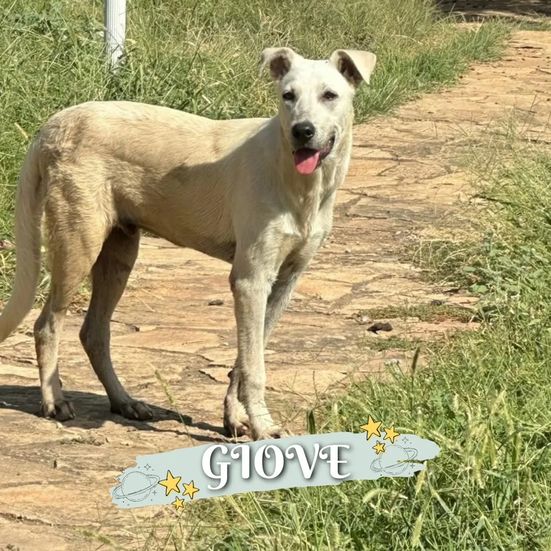 Giove, cane Meticcio in adozione a Crotone - foto 2