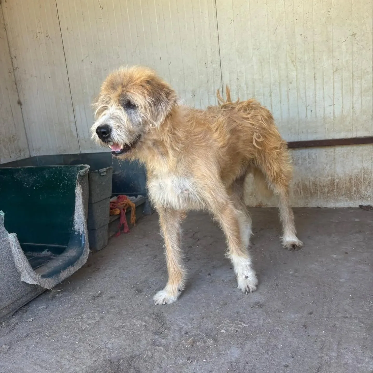 Lollo, cane meticcio in adozione a Latina - foto 2