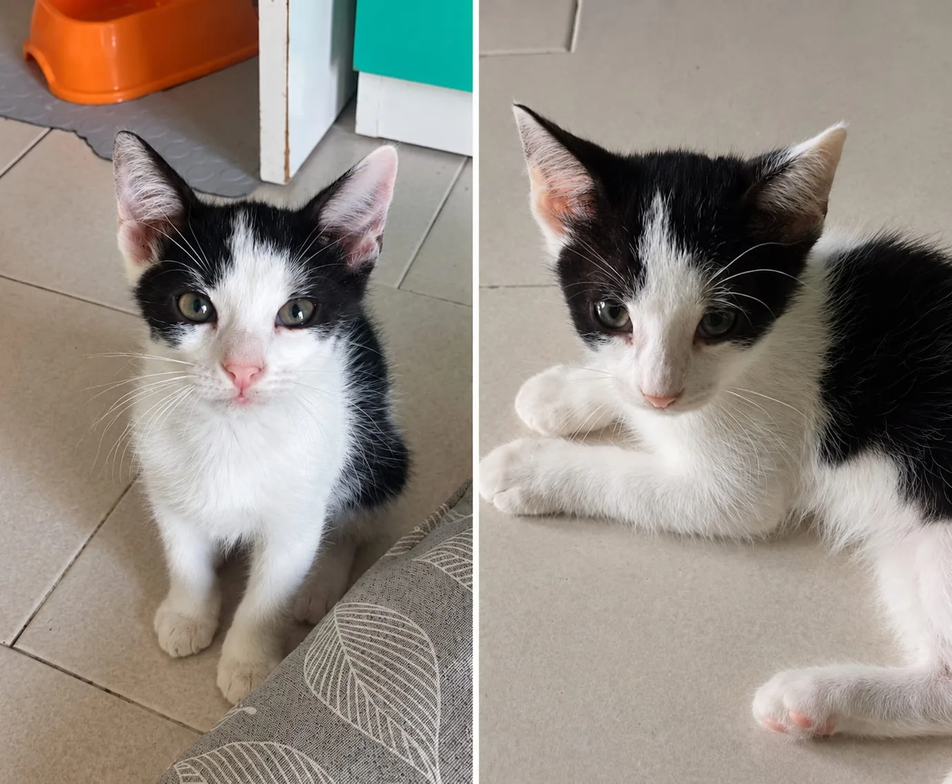 Romeo, gatto in adozione a Roma