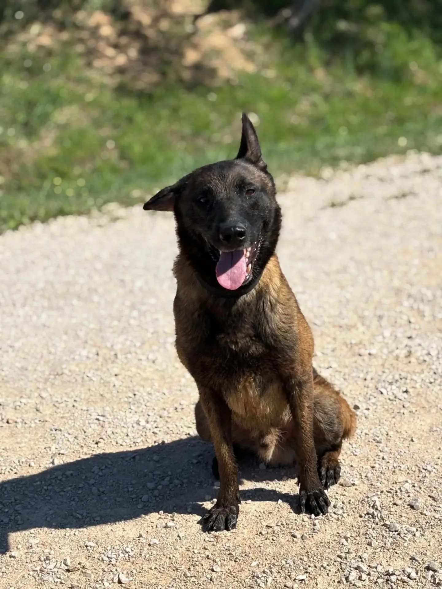 Riuk, cane Pastore Belga Malinois in adozione a Latina - foto 1