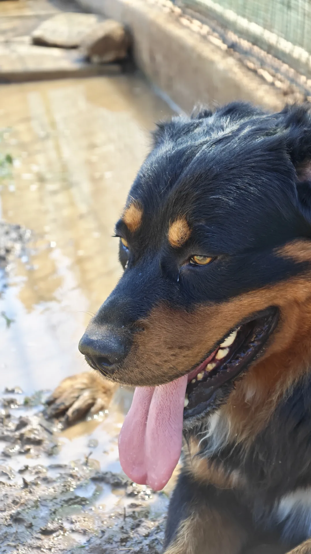 Snoopy, cane Incrocio rottweiler/pastore bernese in adozione a Taranto - foto 1