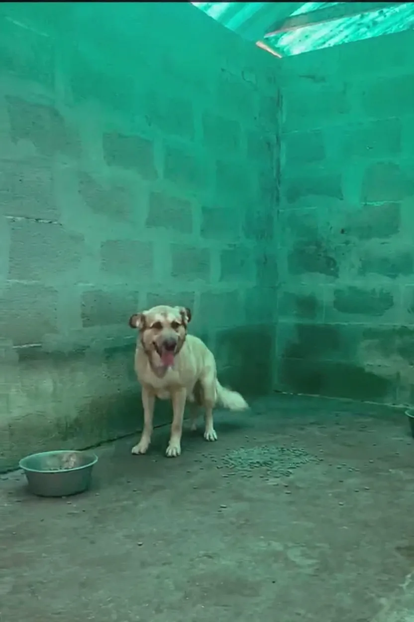 Aiko, cane Meticcio in adozione a Siracusa - foto 2