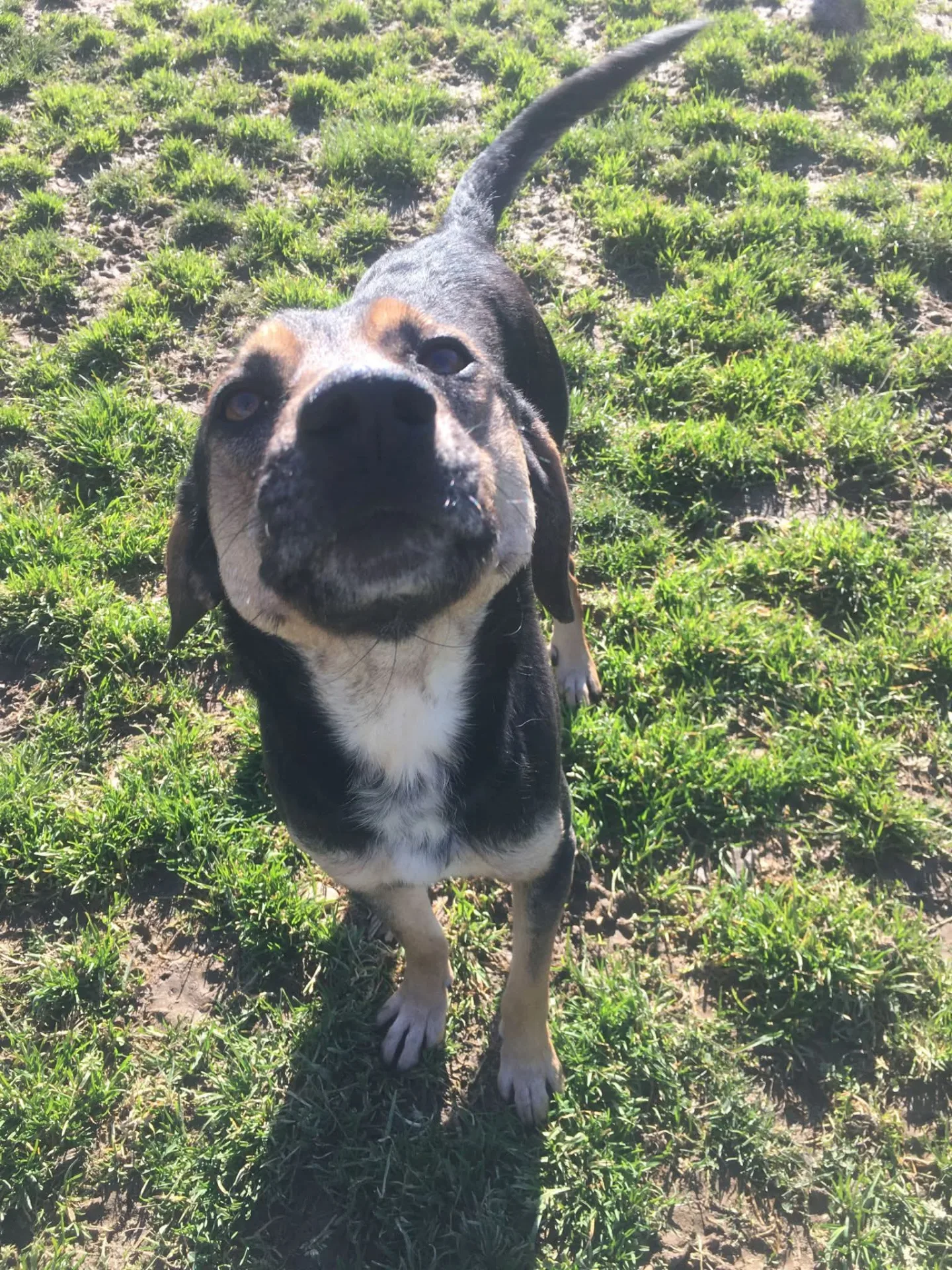 Cry, cane Meticcio in adozione a Lecco - foto 3