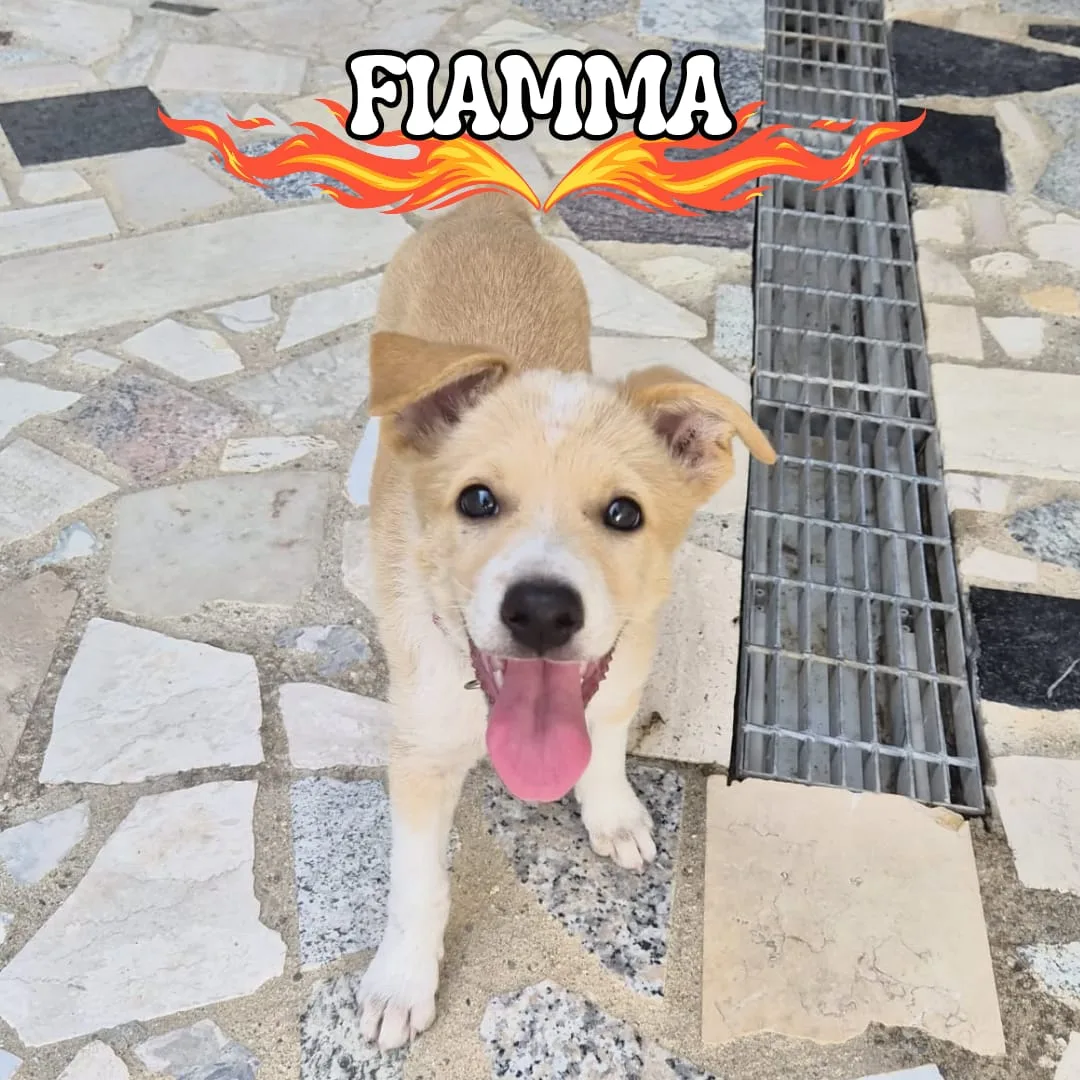 Fiamma, cane Meticcio in adozione a Crotone