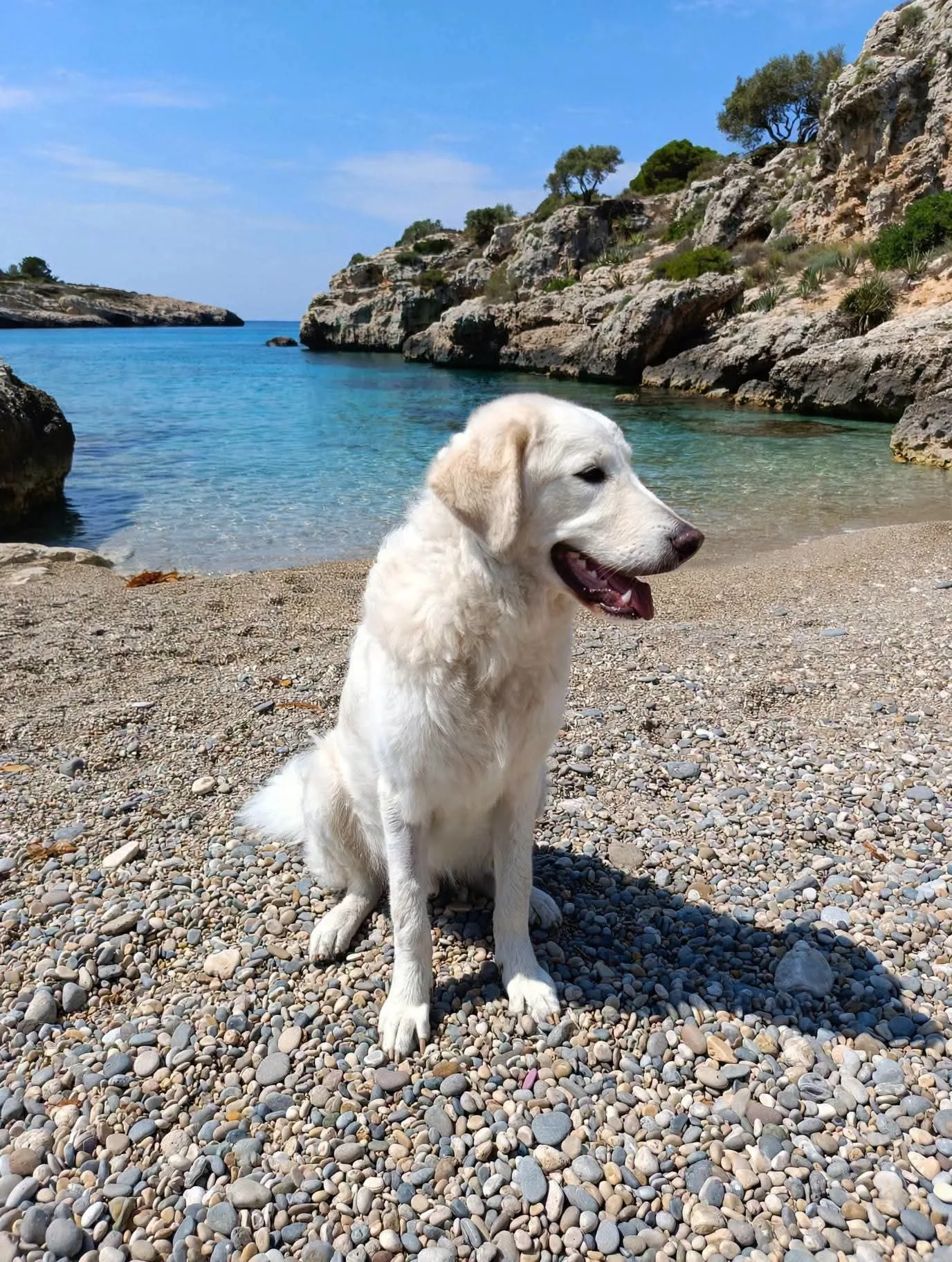 Giulio, cane in adozione a Siracusa - foto 2
