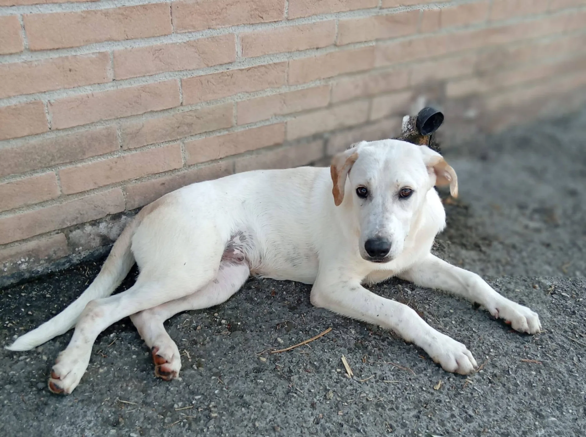 Roby, cane meticcio in adozione a Latina - foto 3