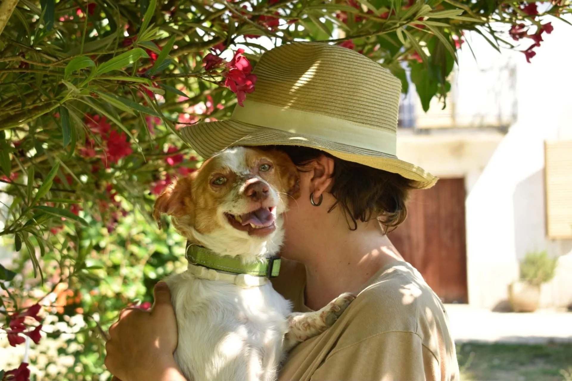 Sky, cane meticcio in adozione a Latina - foto 5