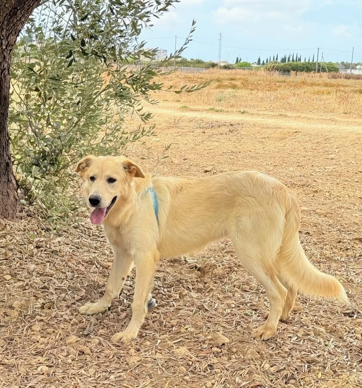 KUMA, cane Meticcio in adozione a Taranto - foto 5