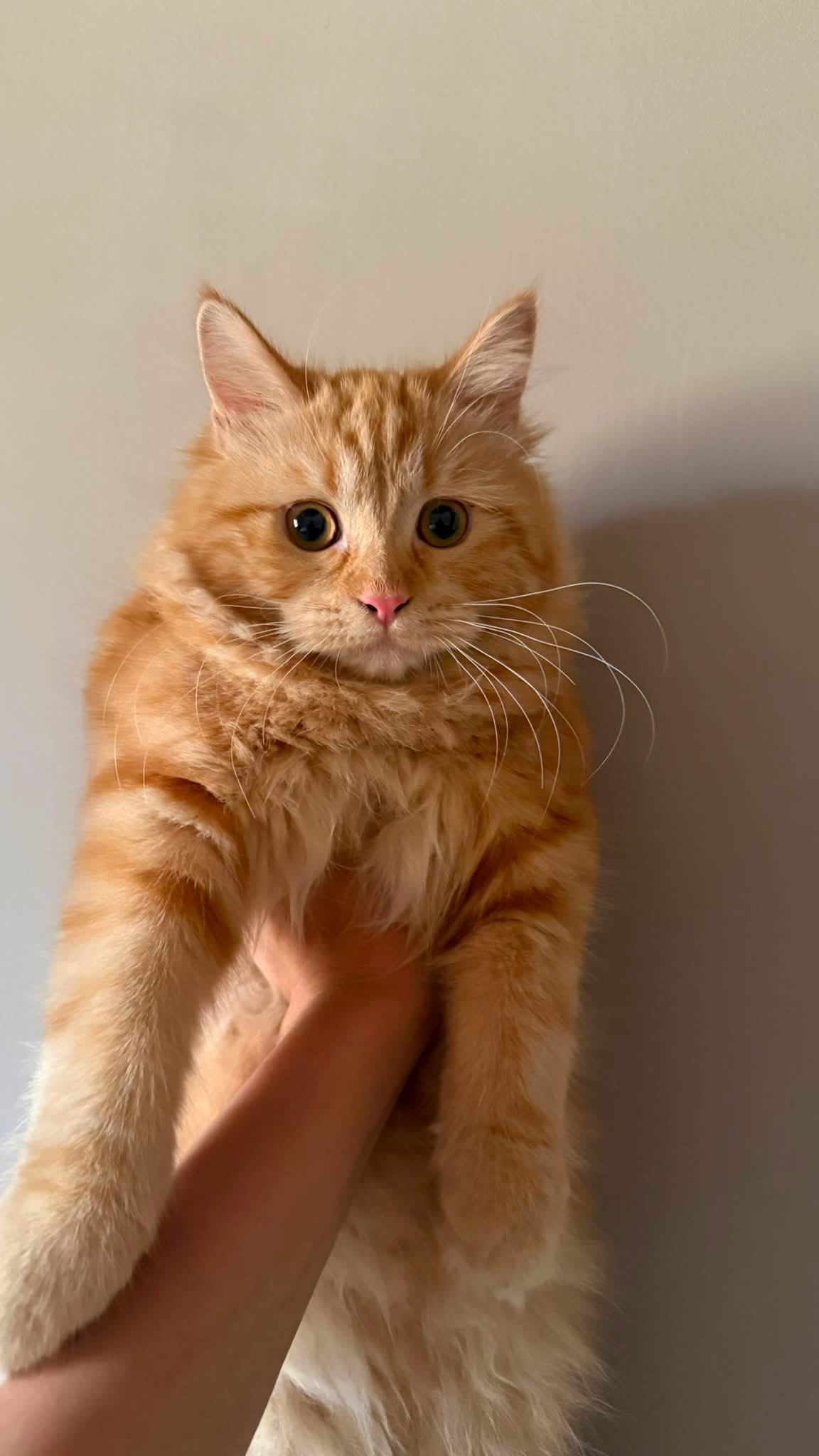 Caramella, gatto  in adozione